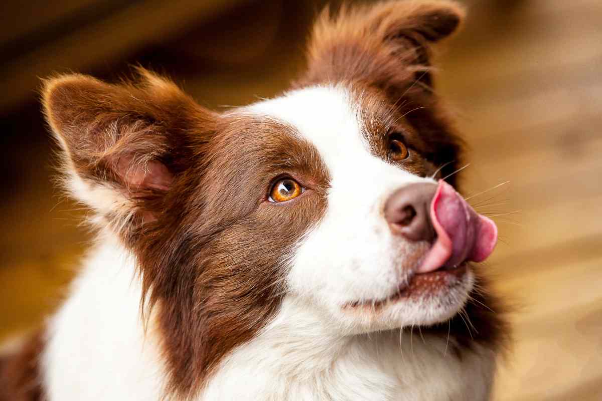 Il linguaggio dei cani perchè sbadigliano