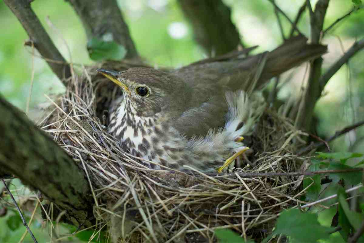 Nido uccellini sul balcone cosa fare