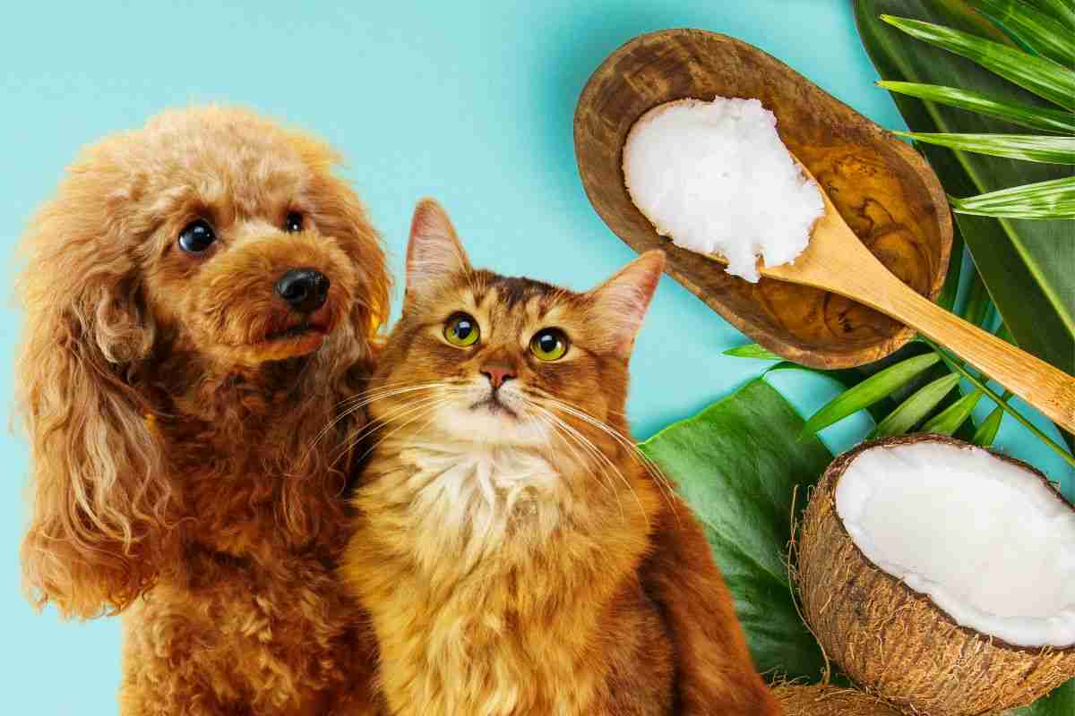 olio di cocco salute animali cane gatto