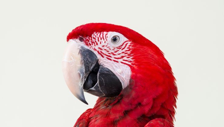 Quali sono i pappagalli parlanti prezzo costo
