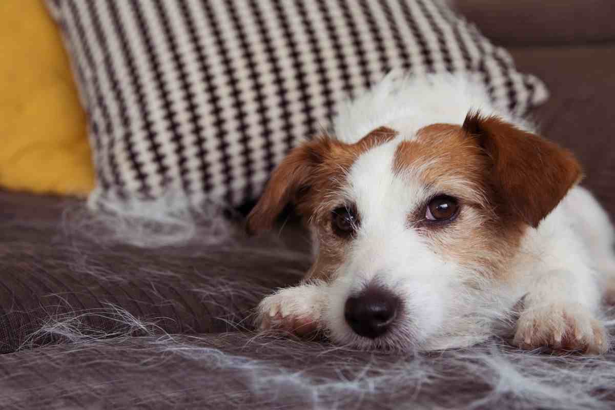 Animali in casa: il trucco efficace per togliere dai tappeti ed i divani i  peli senza usare aspirapolvere - Velvet Pets