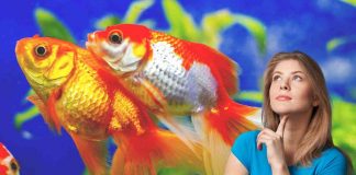 Pesce rosso aggressivo motivi soluzioni