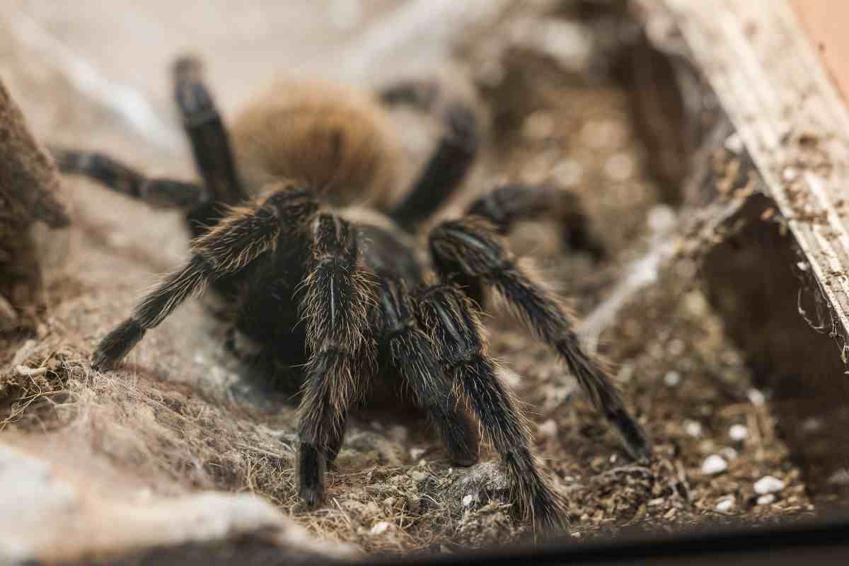 Ragni domestici come allevarli cosa mangiano