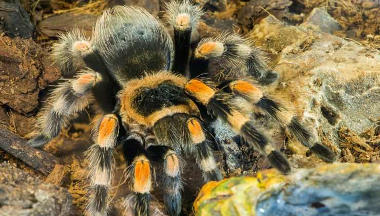 Ragni domestici come allevarli cosa mangiano