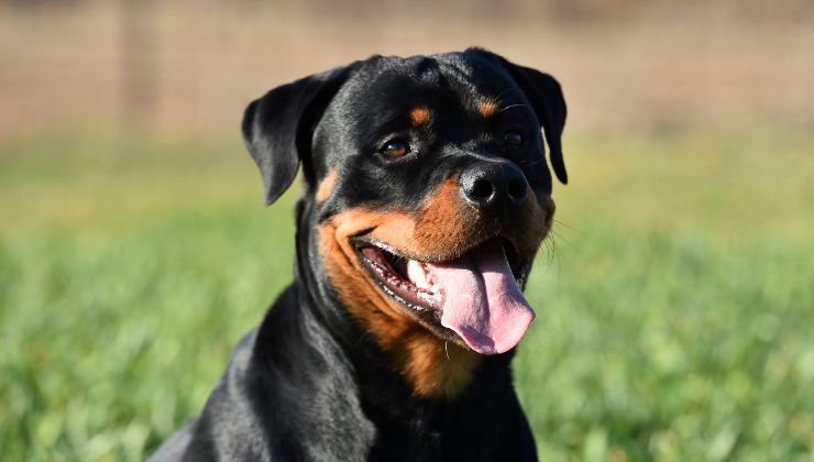 Amicizia tra cane e tigre video