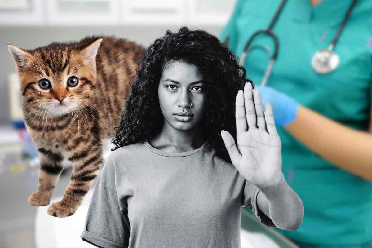 come portare il gatto dal veterinario senza stress