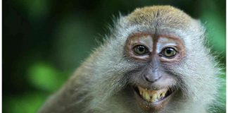 animali domestici vietati in Italia