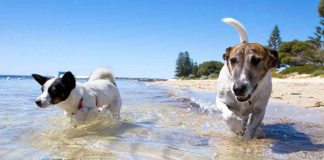 Spiagge Sardegna cani