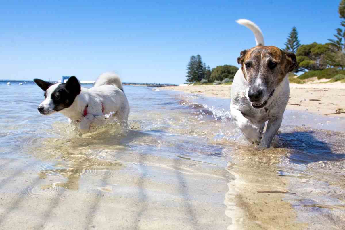 Spiagge Sardegna cani 