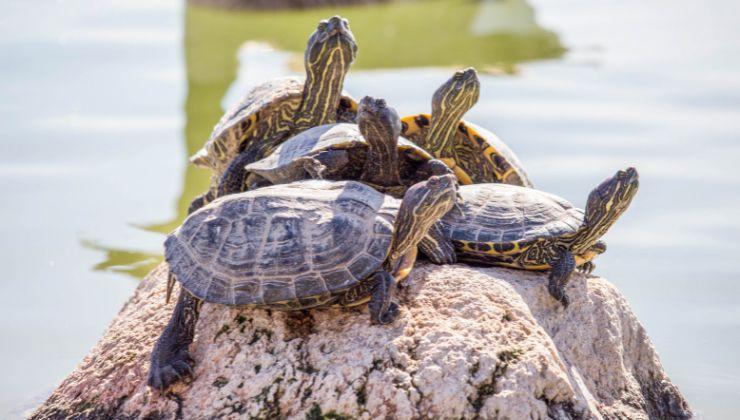 tartaruga d'acqua dolce come ricreare l'habitat