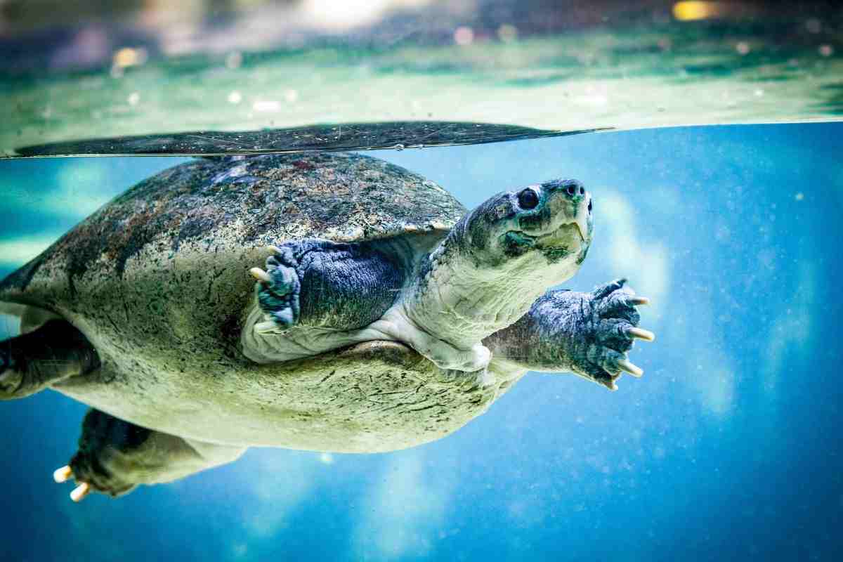 tartaruga d'acqua dolce come ricreare l'habitat