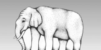 Test visivo elefante gioco