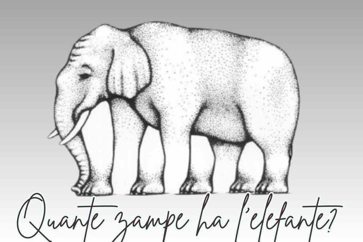Test visivo elefante gioco