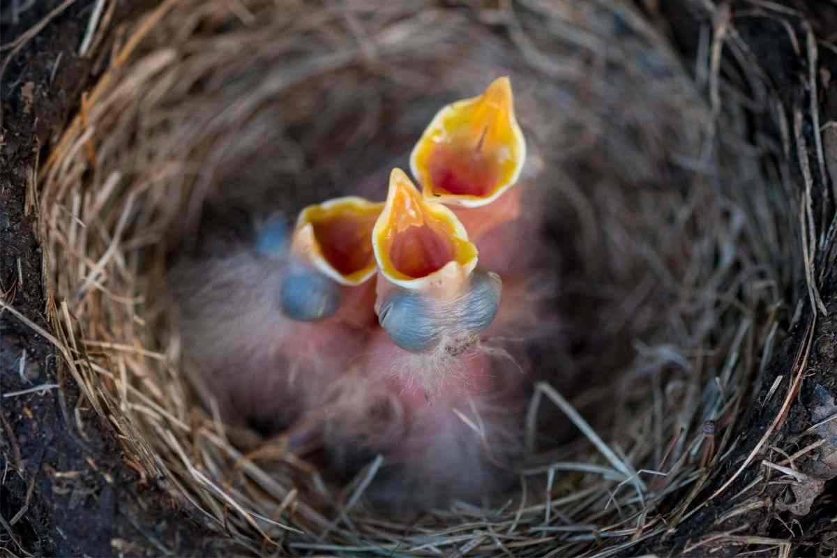 Uccellino neonato cibo cosa e come dargli da mangiare