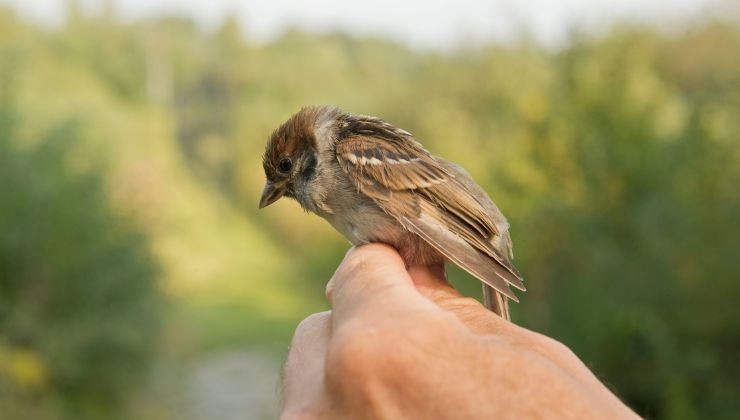 Uccellino neonato cibo cosa e come dargli da mangiare