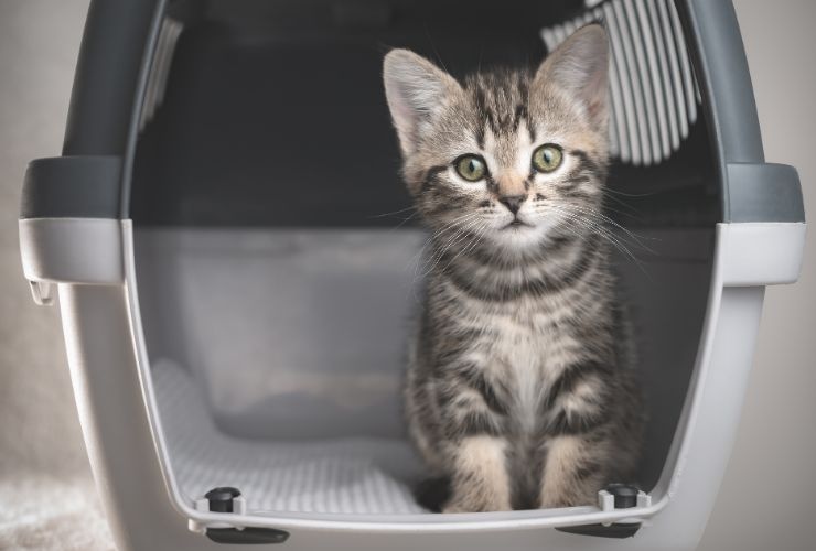 Vacanze con animali