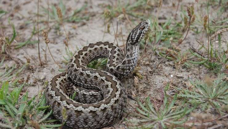 Vipera morso soccorso cosa fare e cosa non fare