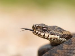 Vipera morso soccorso cosa fare e cosa non fare