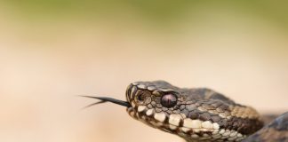 Vipera morso soccorso cosa fare e cosa non fare