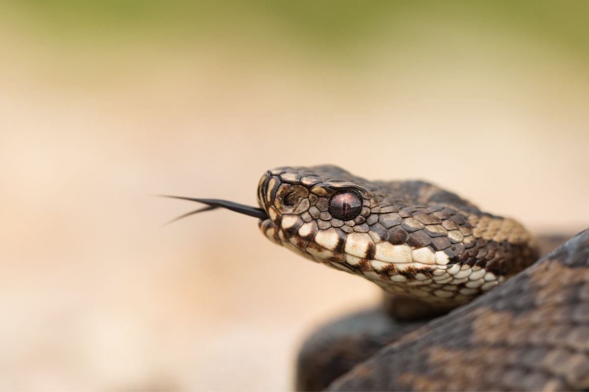 Vipera morso soccorso cosa fare e cosa non fare