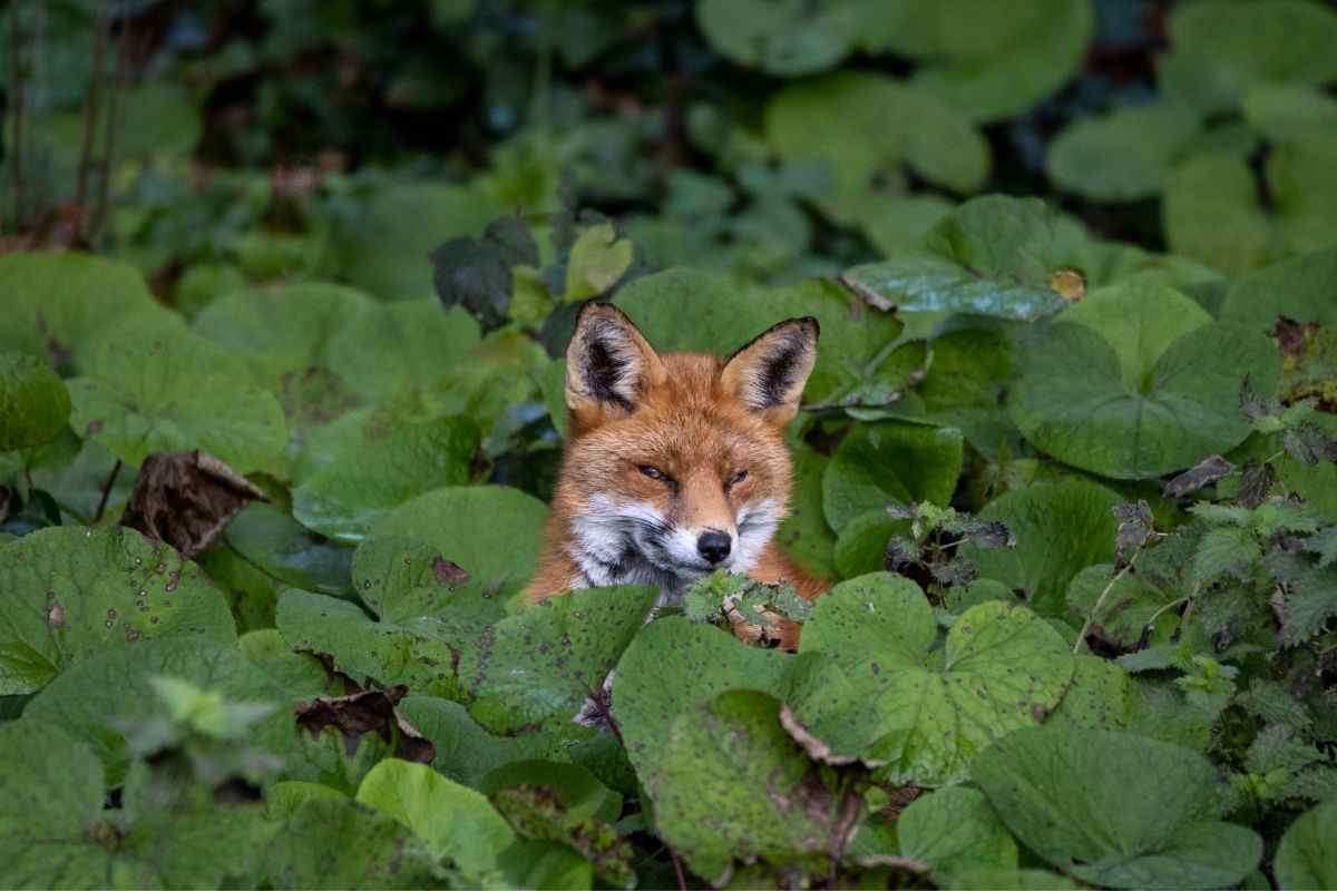 Animali furbi quelli più scaltri caratteristiche