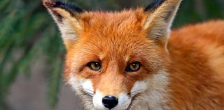 Animali timidezza specie