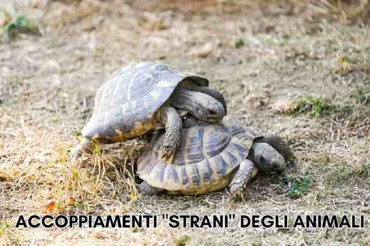 accoppiamenti strani specie animali