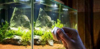acquario d'acqua dolce pesci