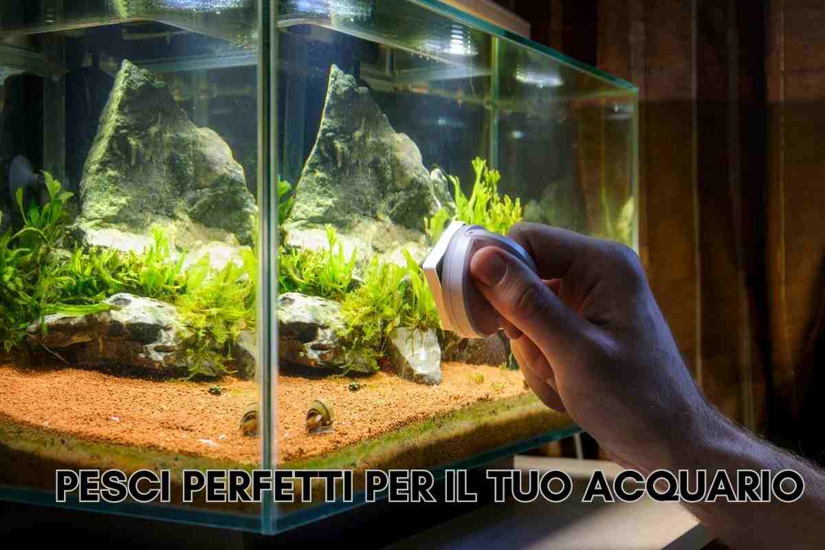 acquario d'acqua dolce pesci