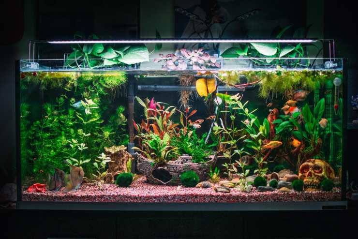 Acquario per axlotl