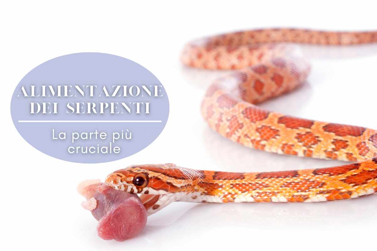 alimentazione serpenti