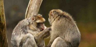 scimmie macaco vecchiaia In comune con gli umani