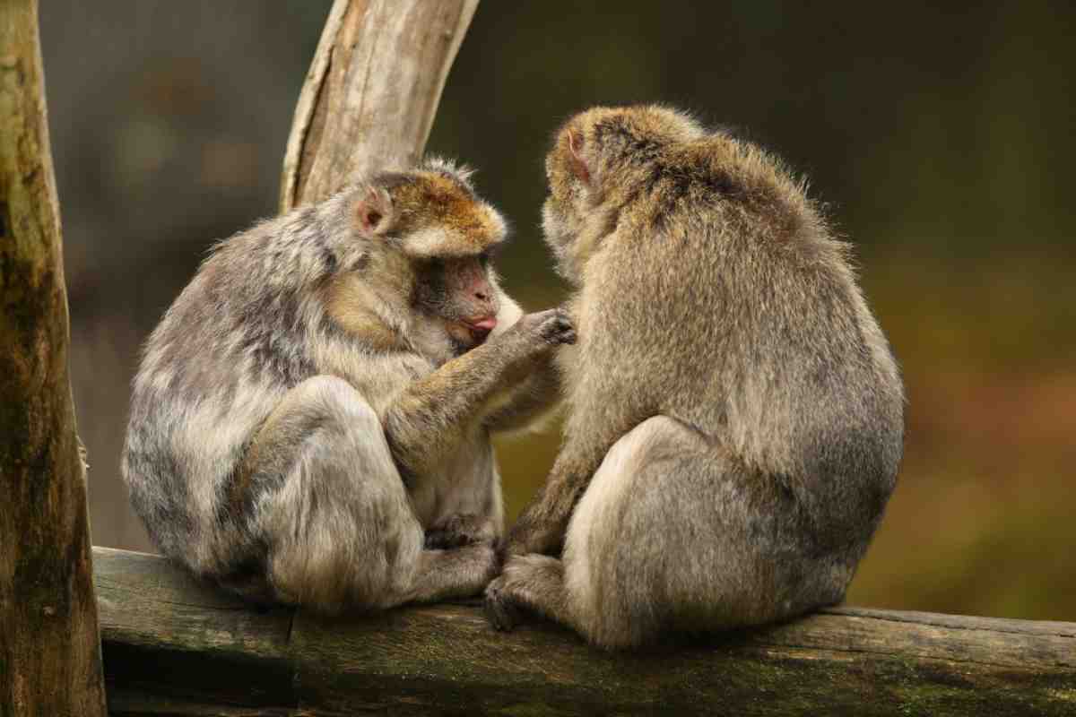 scimmie macaco vecchiaia In comune con gli umani
