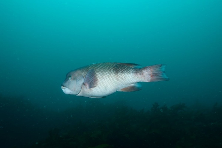 La strana amicizia tra un pesce e un sub giapponese