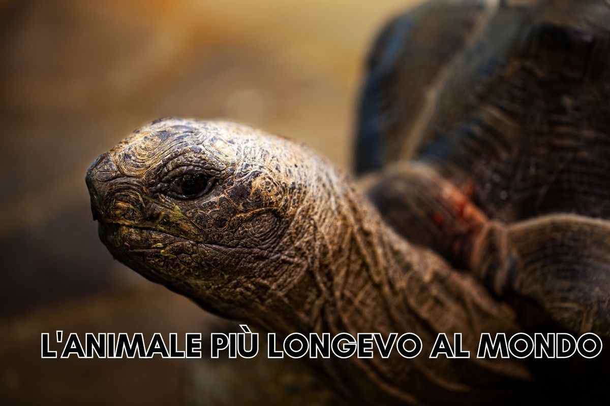 animale più longevo del mondo