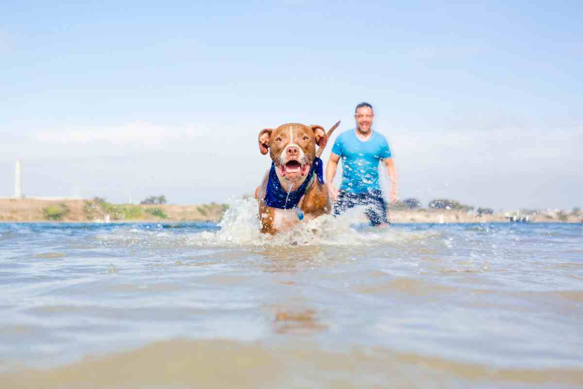 come combattono il caldo gli animali