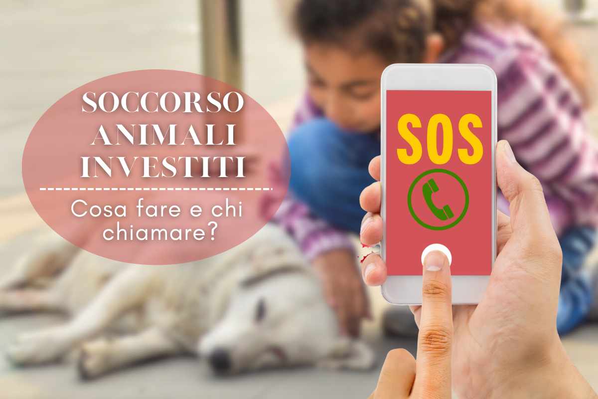 animale incidente vittime strada chi chiamare