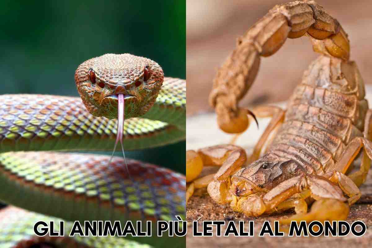 animali letali