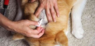 Migliori antiparassitari cani come e quando applicarli
