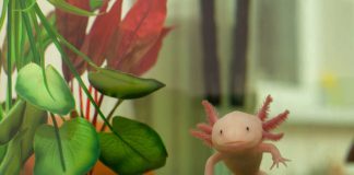 Il necessario per un acquario