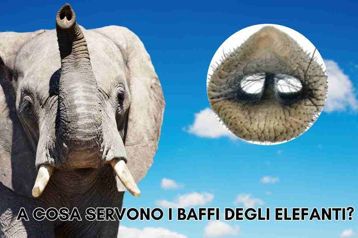 elefanti baffi