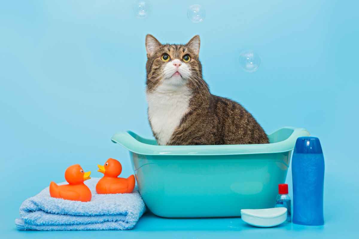 Come lavare i gatti