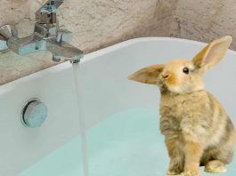 bagnetto al coniglio pulizia