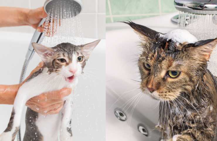 gatti bagnetto paura acqua