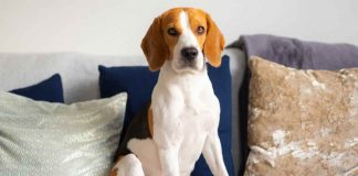 perché il cane gratta il divano