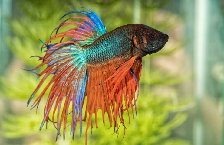 acquario pesci d'acqua dolce quali scegliere