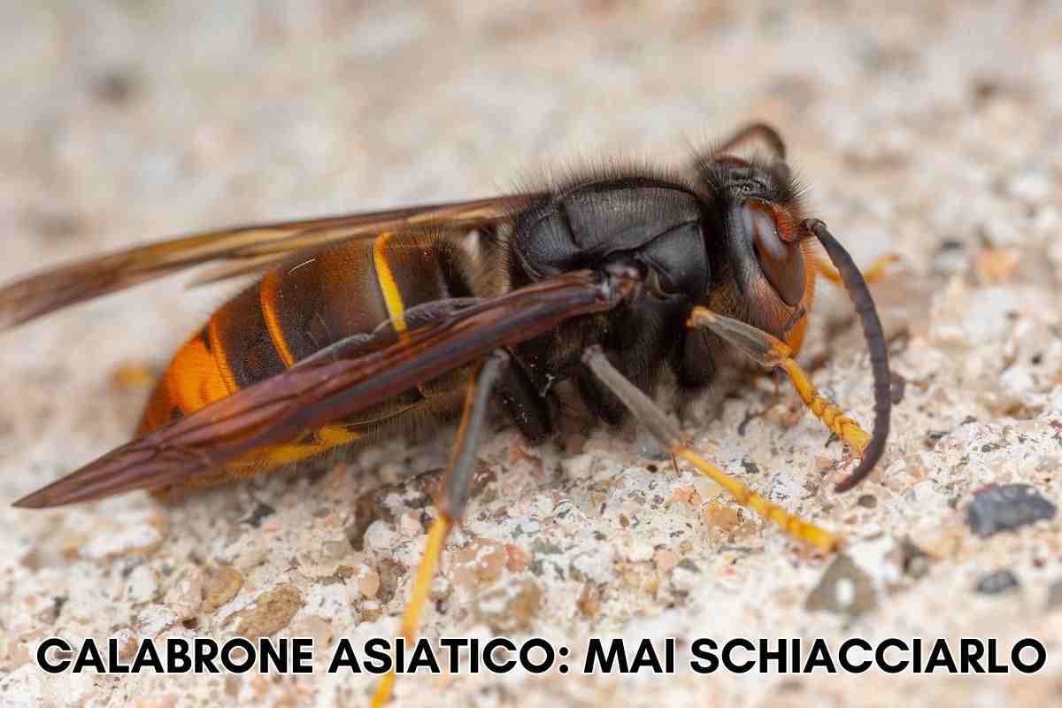 calabrone asiatico