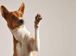 Come educare al meglio un cucciolo