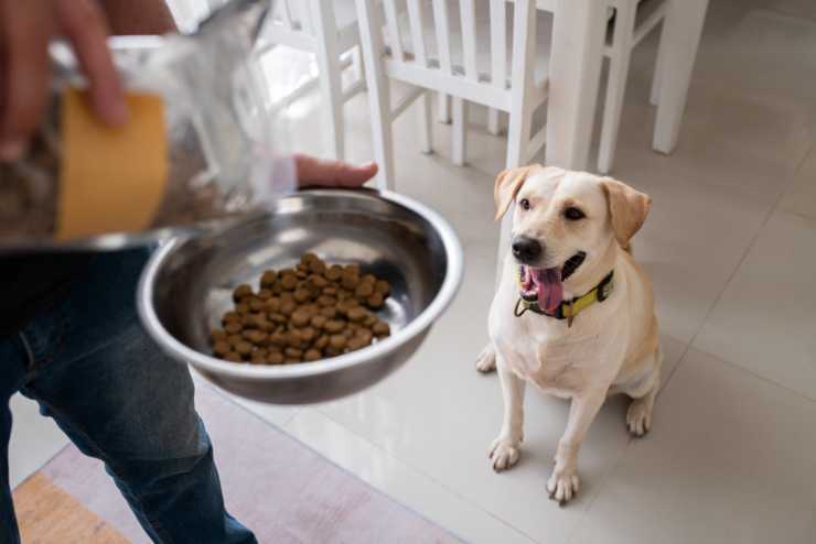 Quantità dei pasti per il cane