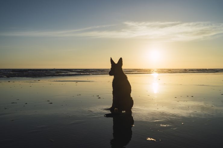 Passeggiata con il cane caldo salute